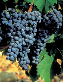 grappe-carignan.jpg