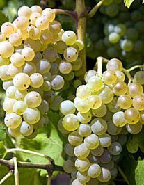 grappe-grenache-blanc.jpg