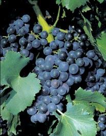 grappe-grenache-noir.jpg