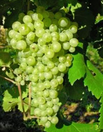 grappe-roussanne.jpg